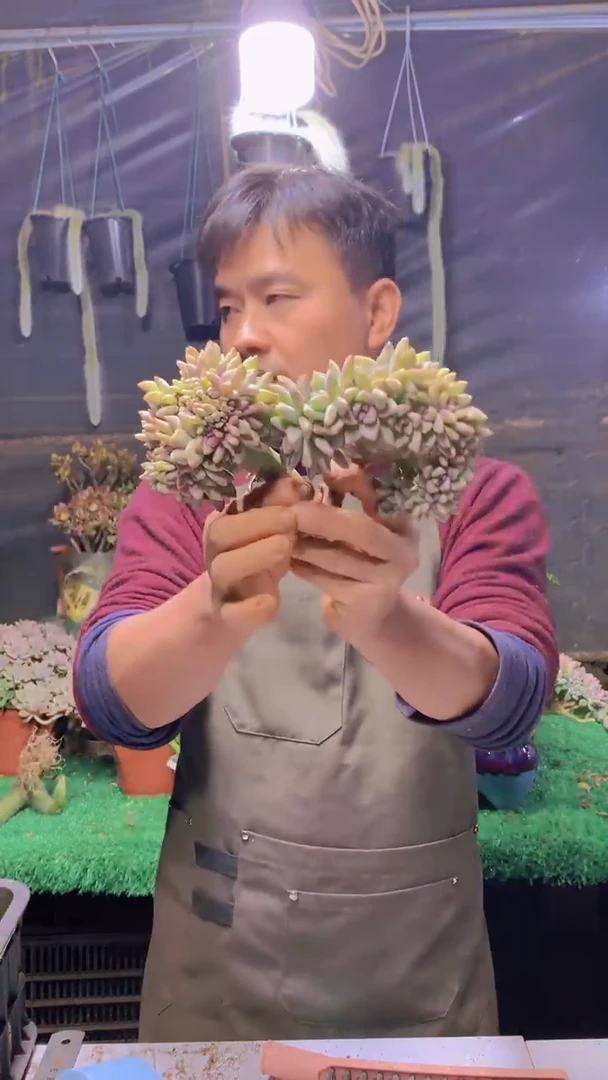 288雪缀化一物一拍
