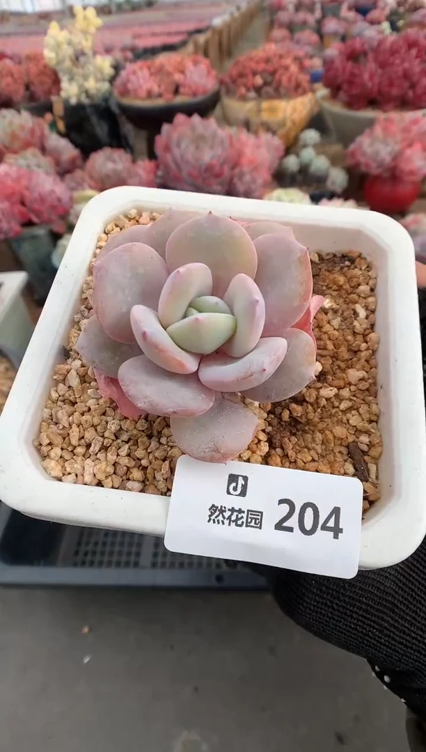 204奶茶多肉植物一物一拍