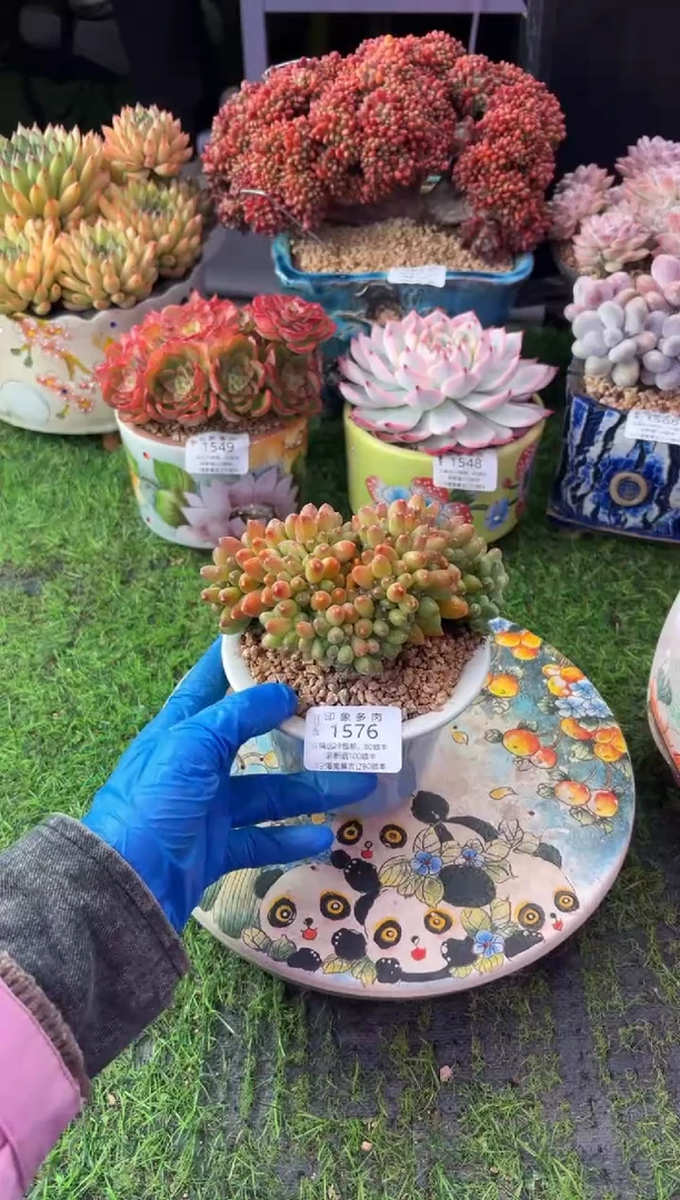 昆明印象多肉1576