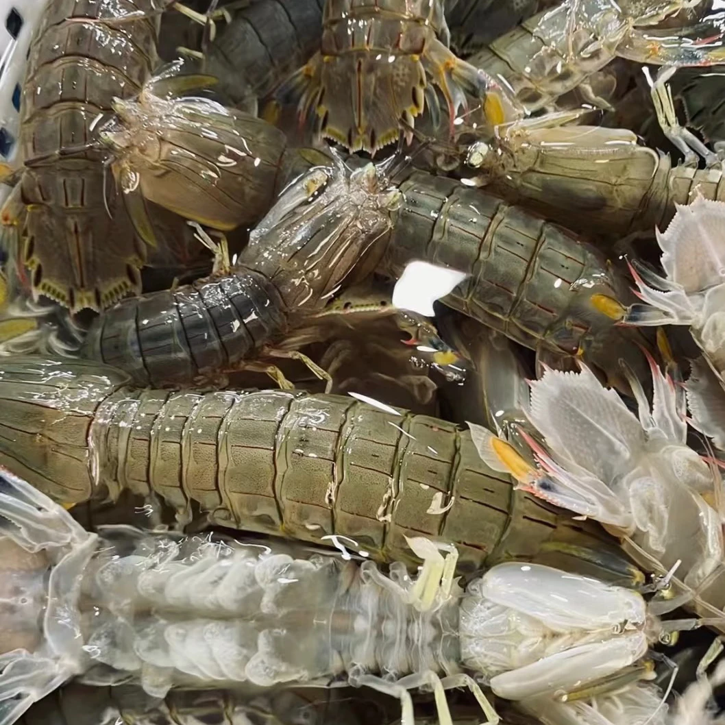 【中大号】营口本海母虾爬子2斤 【保鲜不保活】京东发货