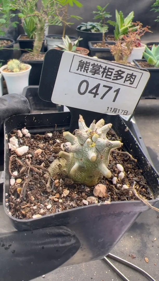郭****宝0915-471-钟馗奇峰锦带盆土