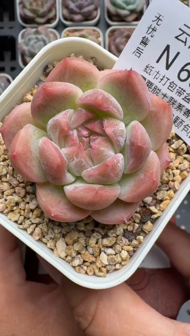 604N当天拍3颗包柚 带盆土发纸巾打包 云禹花卉 珍妮多肉植物