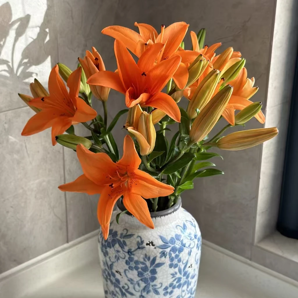 【花海优选】  橙色梦想亚百合  无香型