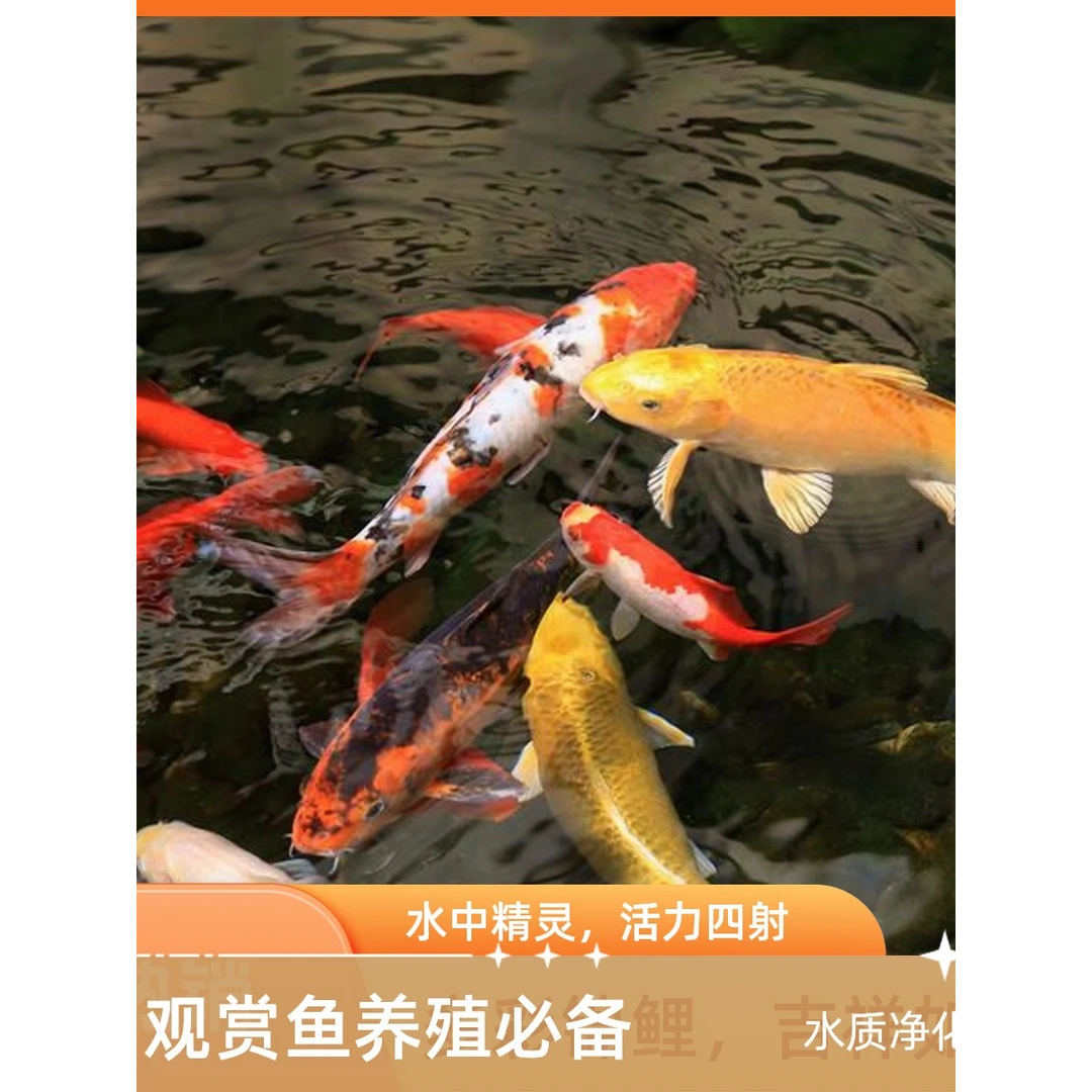 9-12公分五条精品血统锦鲤混搭活鱼冷水淡水鱼苗好养耐活不选品