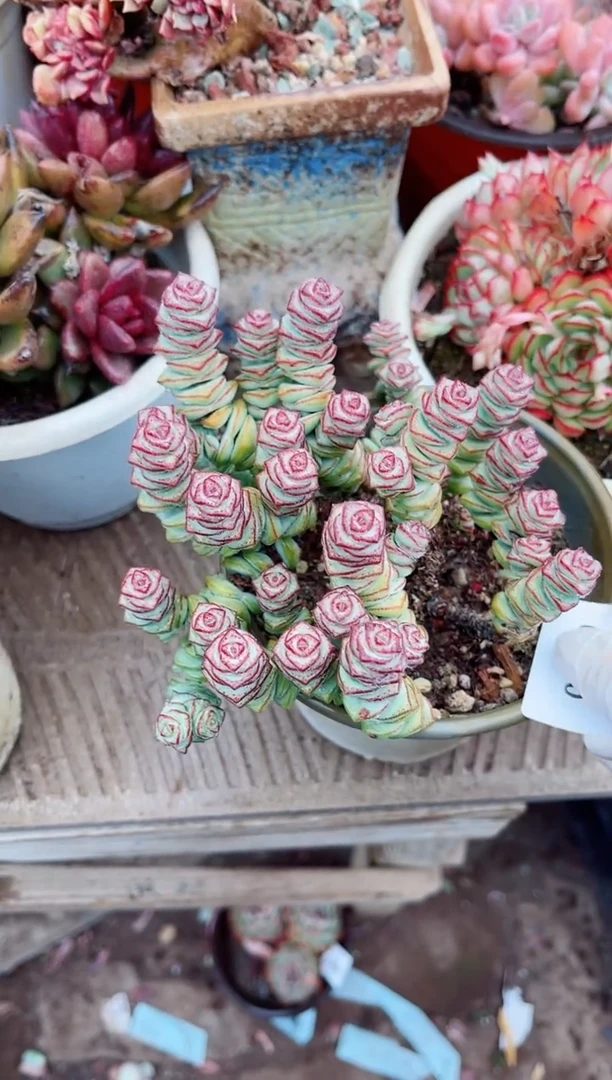 【闪购商品】03380