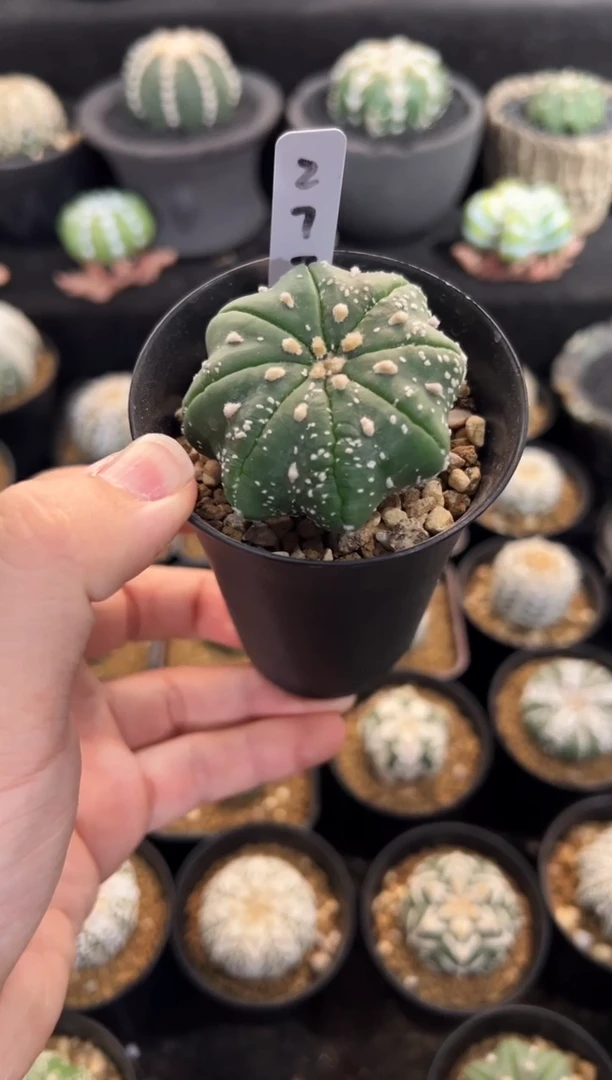 指纹海星实生根星兜编码277