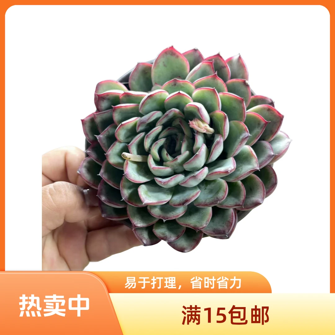 荷花多肉植物满15元包邮阳台露台办公室绿植植新手好养好活
