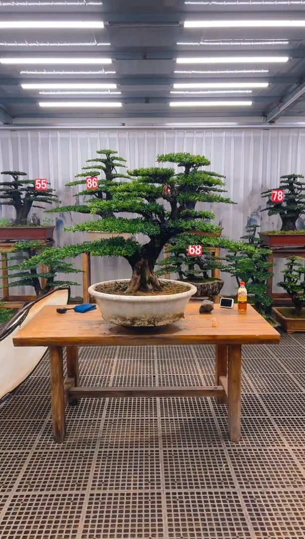 无花朵精品盆景直播间一物一拍