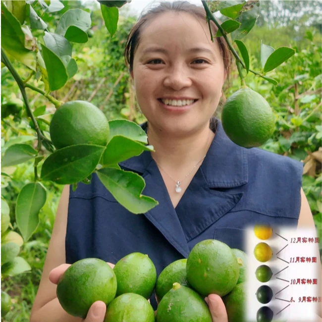 【批发万州柠檬】净重3斤-净重5斤青柠檬新鲜采摘产地直发