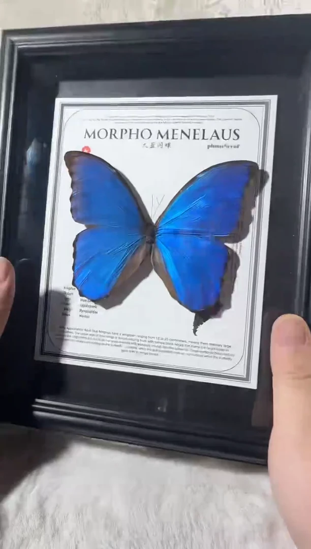 木大蓝闪蝶新款相框
