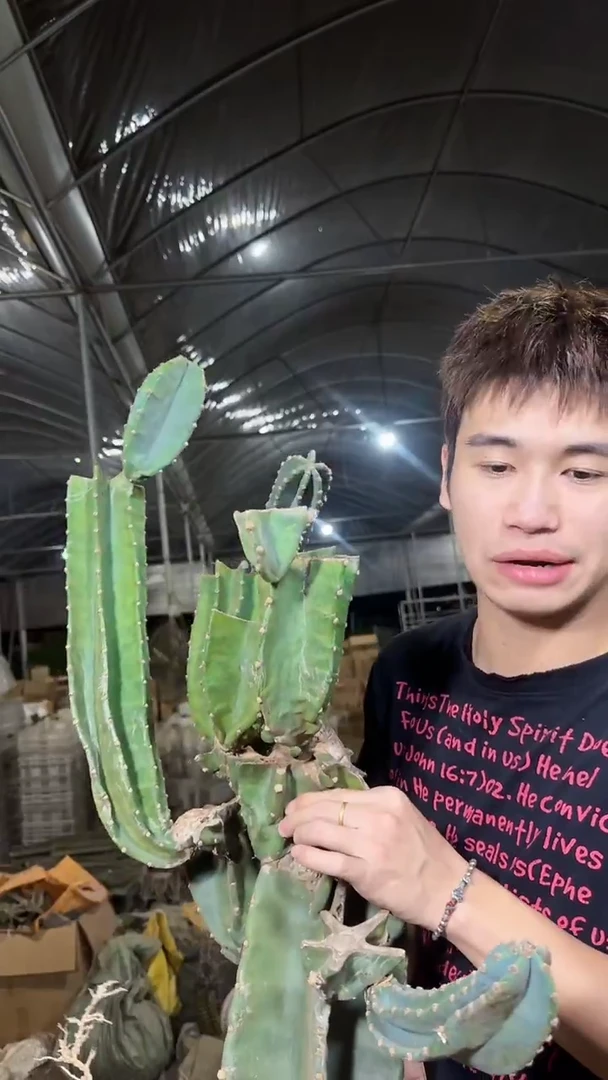 【带根】大母本 老桩 量天尺