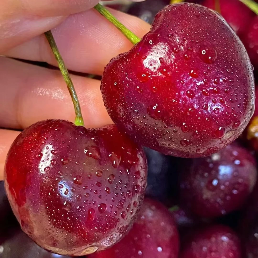 【智利车厘子】JD智利进口海运货{瑞吉那} 5斤顺丰包邮 内附果径卡