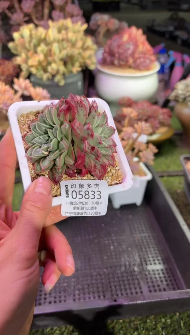 【闪购商品】05833