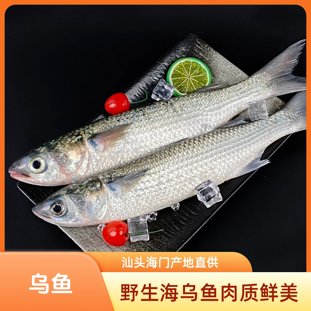 汕头海门海鲜 野生海乌鱼  顺丰冷链