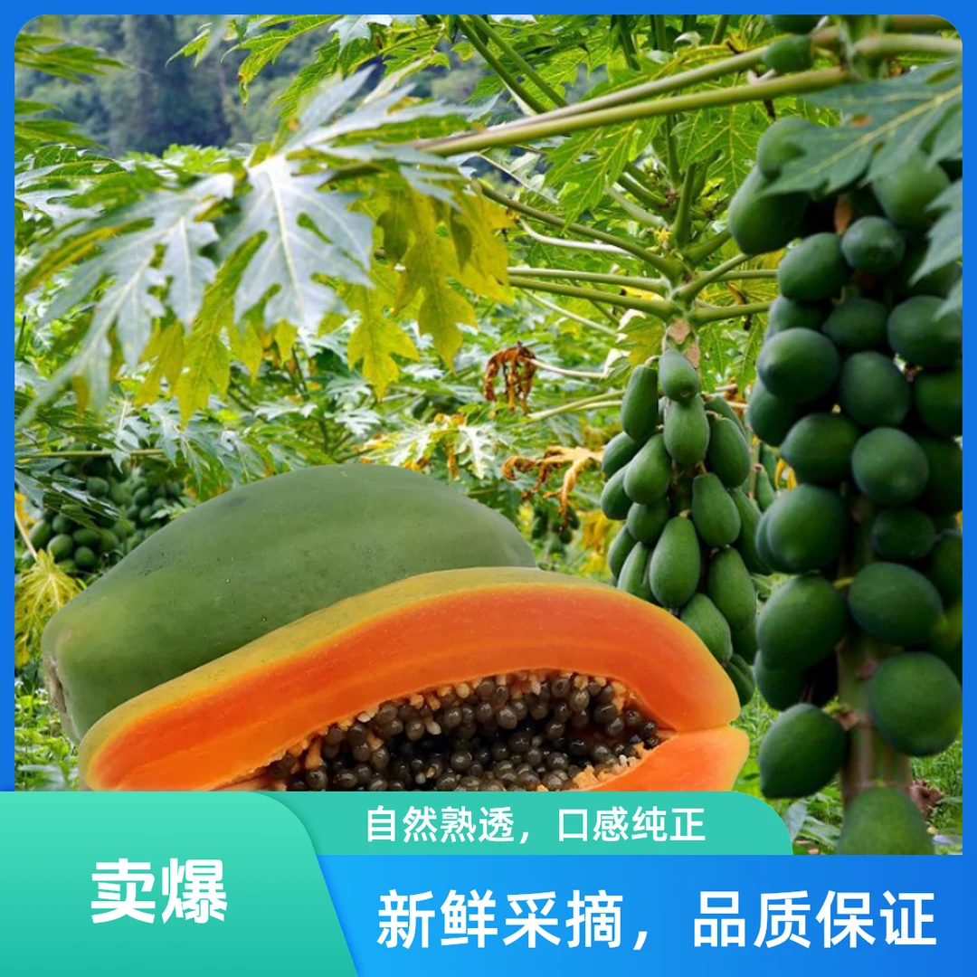 云南树上熟红心冰糖牛奶孕妇木瓜夏天当季水果新鲜采摘现发