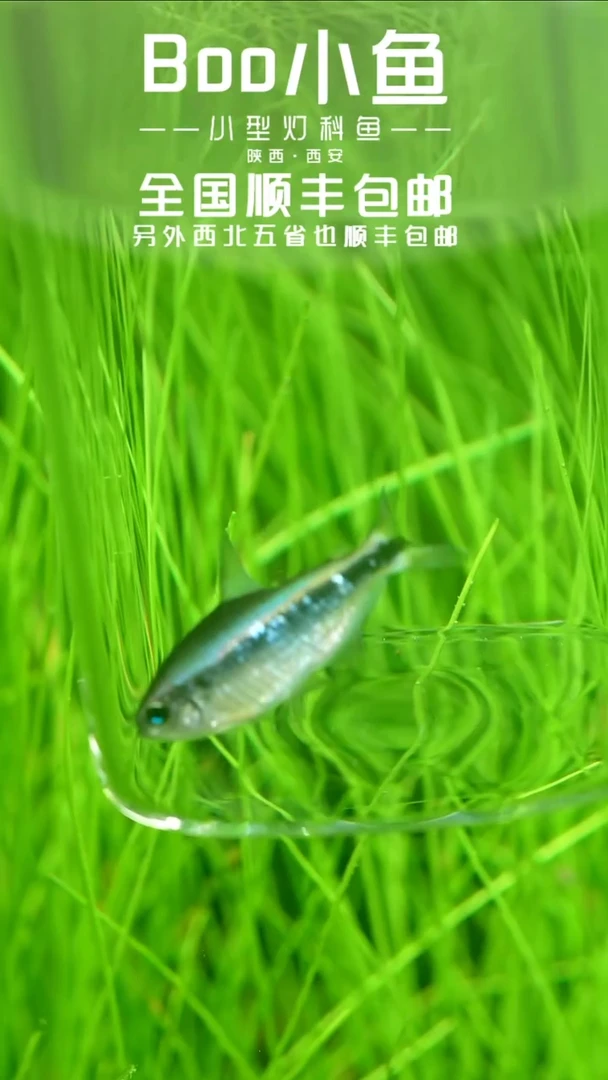 灯科鱼001幻彩蓝魔3cm+