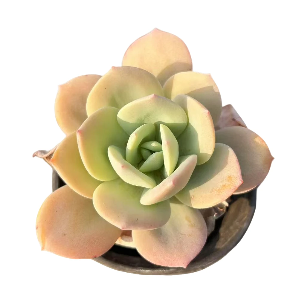 【奶茶】 精品丸叶老桩多肉植物 办公桌阳台院子养护 脱土裸根发