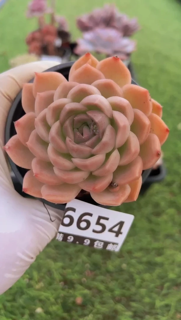 【闪购商品】信福多肉一物一拍