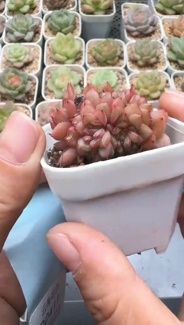 410D云禹多肉植物 带盆土纸巾打包 3颗包邮