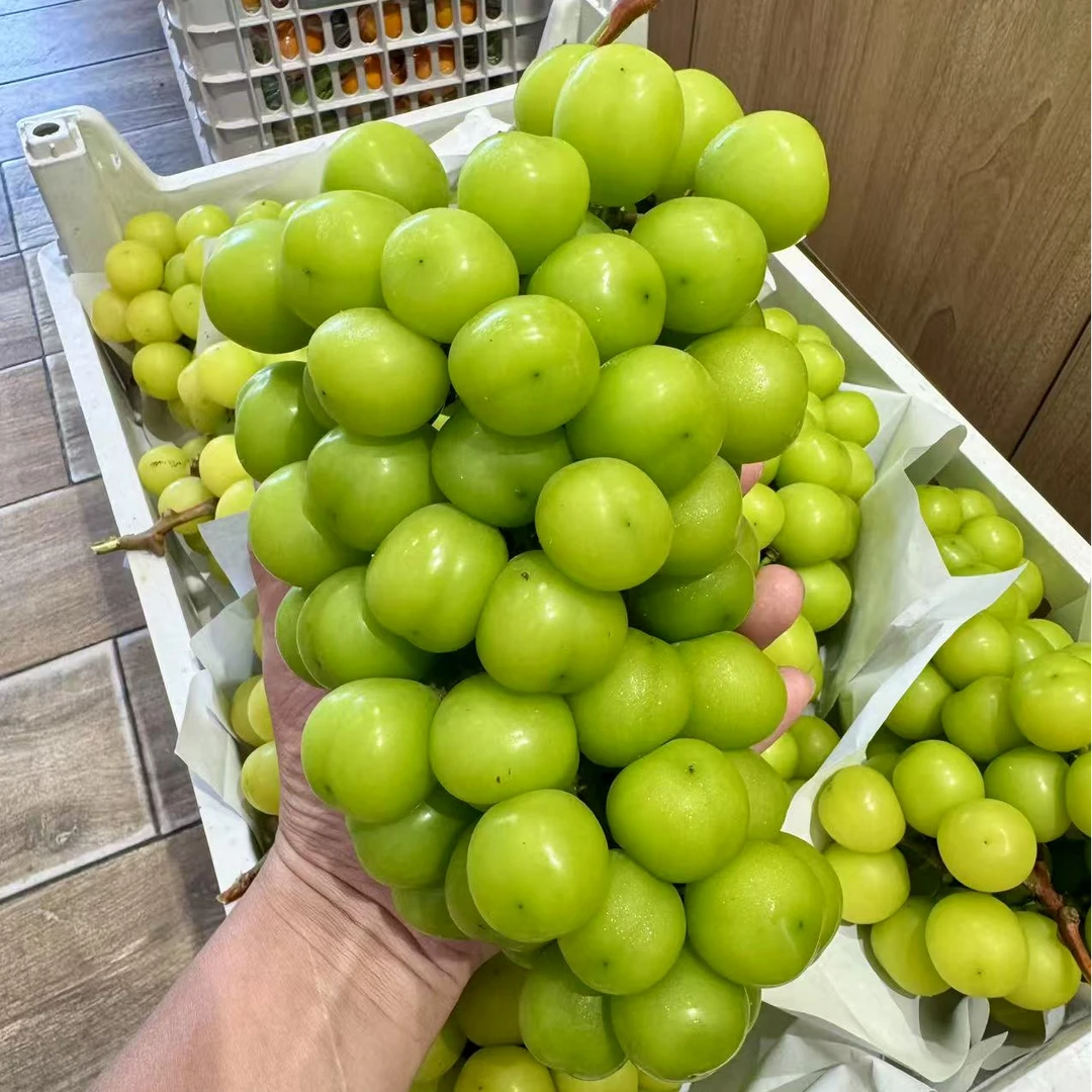 阳光玫瑰青提3斤云南省