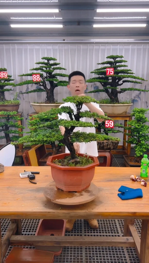 无花朵༺****༻精品盆景直播间一物一拍