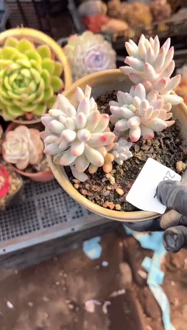 咩*?多肉植物一物一拍28302