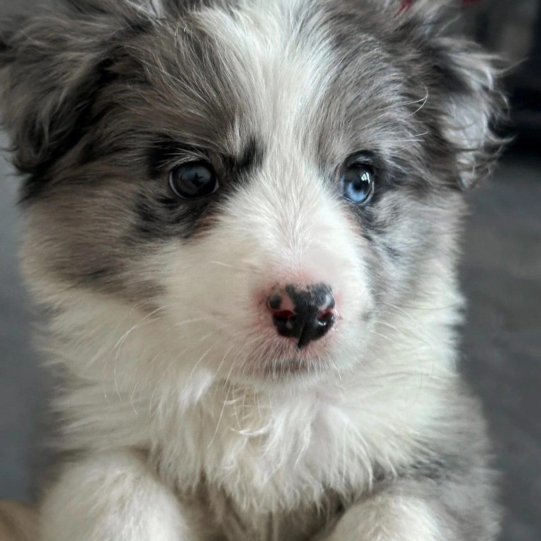 【江苏珍宠】宠物活体狗狗专属大宠安安家的边牧  拍前请咨询主播