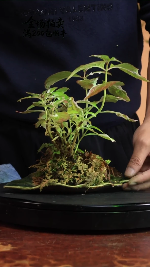 完全开放P26草本植物 不包邮