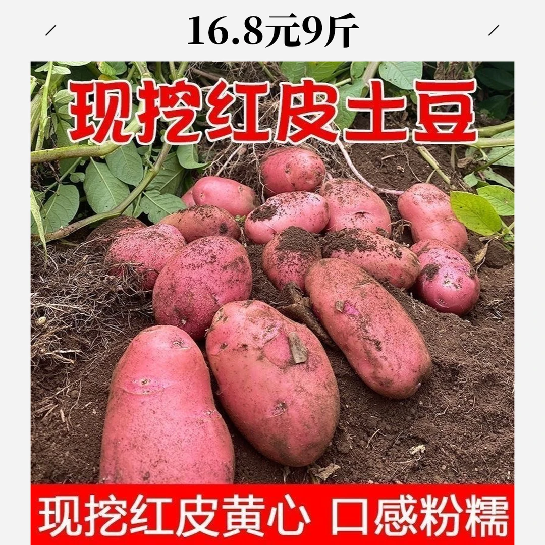 （发9斤）红皮黄心土豆现挖新鲜洋芋软糯面