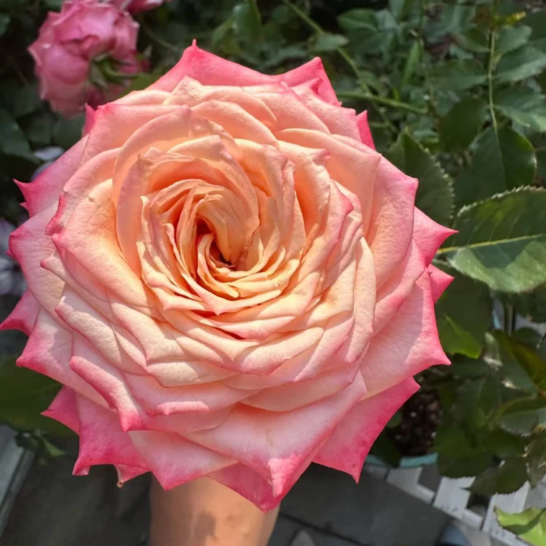 新品切花悠悠月季花苗灌木大花直立庭院阳台盆栽多季开花