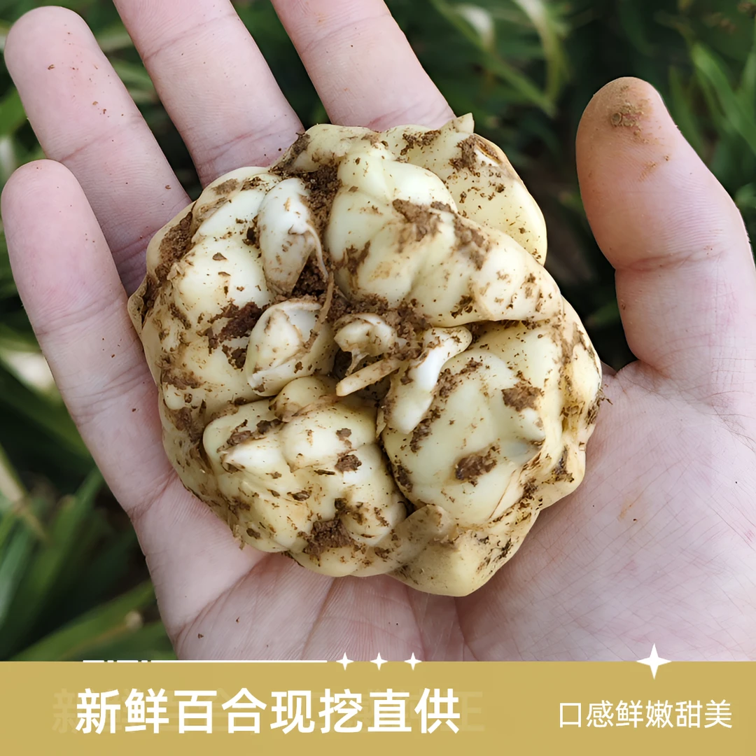 包邮新鲜现挖宜兴食用百合口感微苦