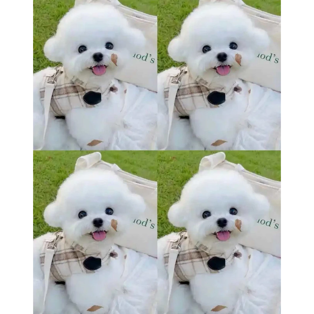 （Henry家的毛孩子）狗狗活体