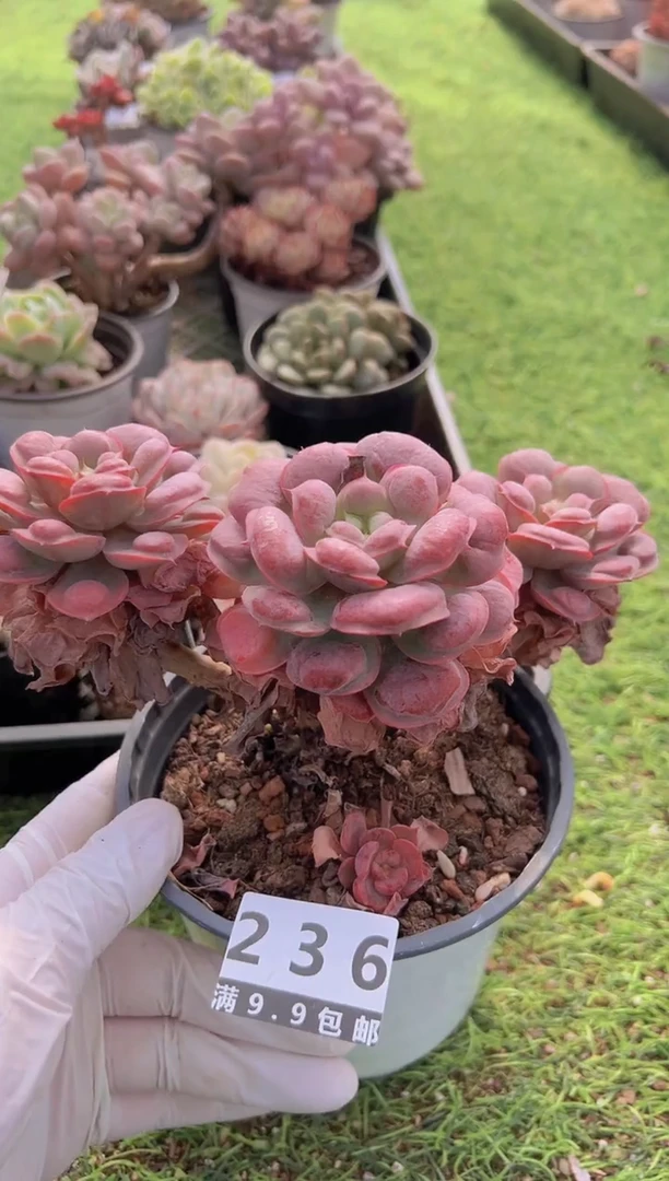 【闪购商品】信福多肉一物一拍