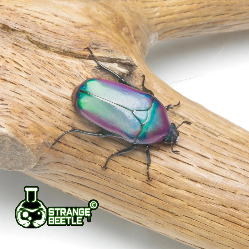 非阔花金龟异虫实验室甲虫成虫幼虫宠物昆虫