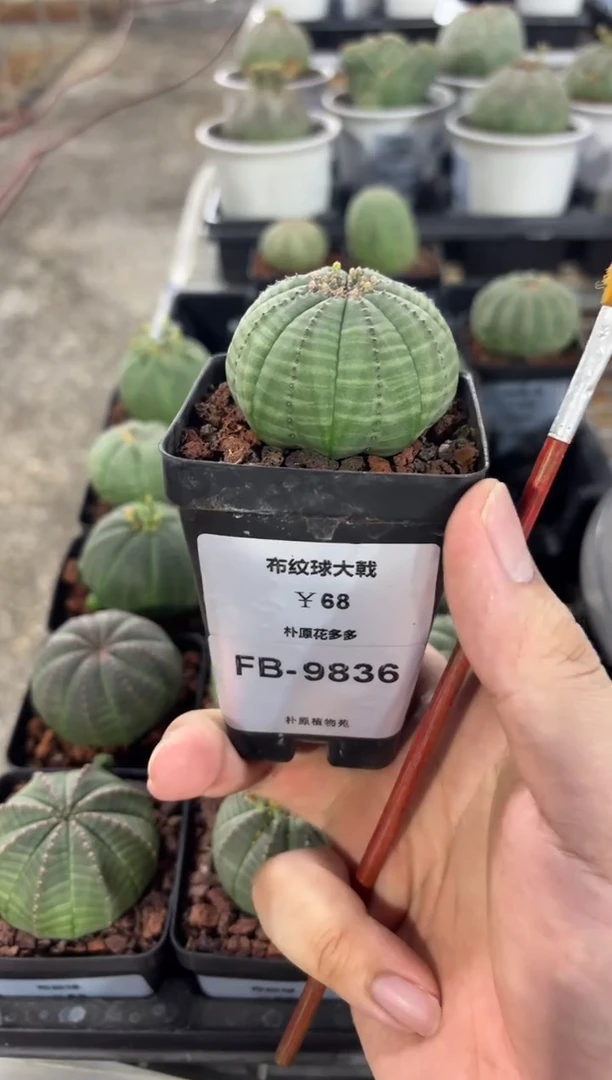 布纹球大戟FB-9836