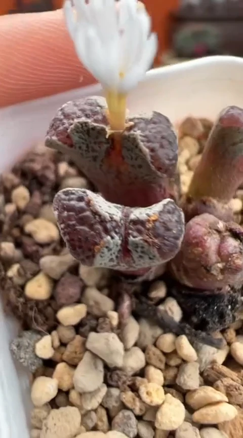 114超级无敌美丽到爆炸美肉。。。。