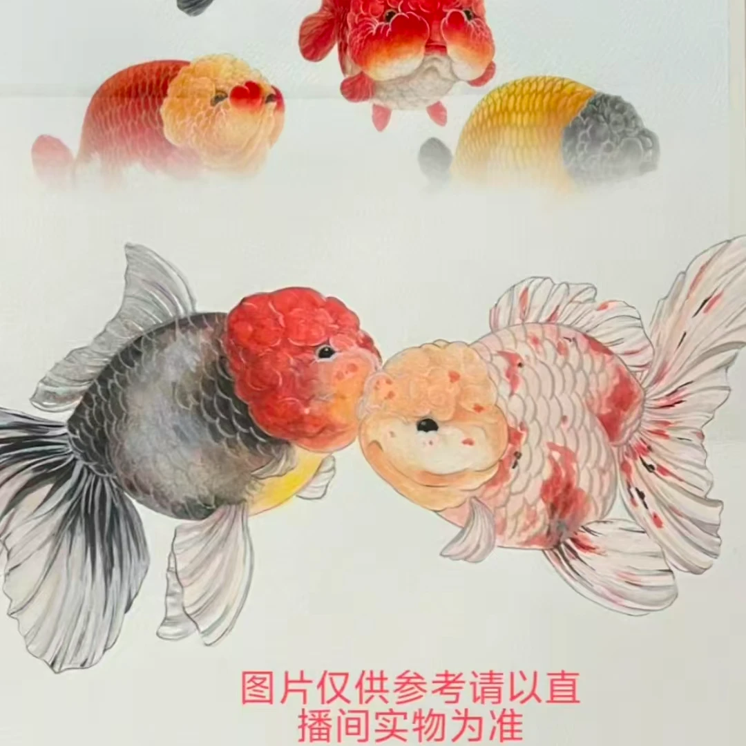 兰寿泰狮渔场直销（有视频包售后，无视频不售后）王刚