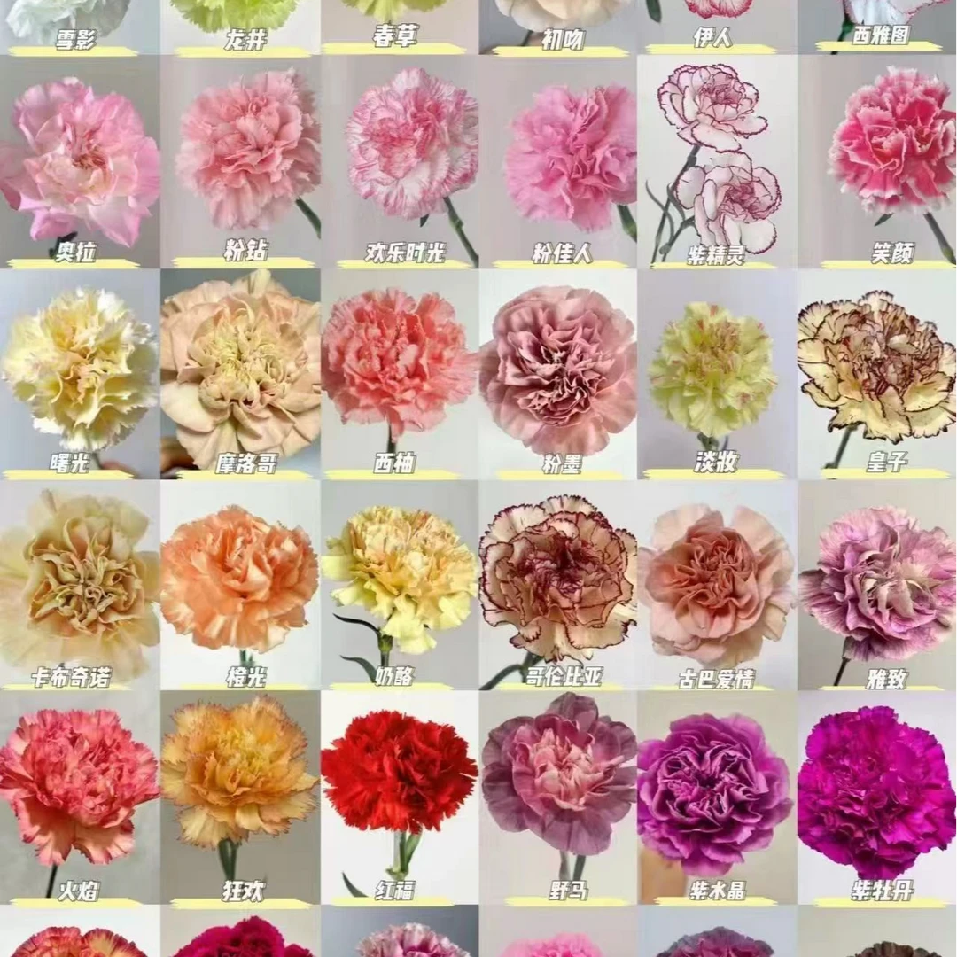 【香樟坊甄选】康乃馨 鲜花精选 店铺现货
