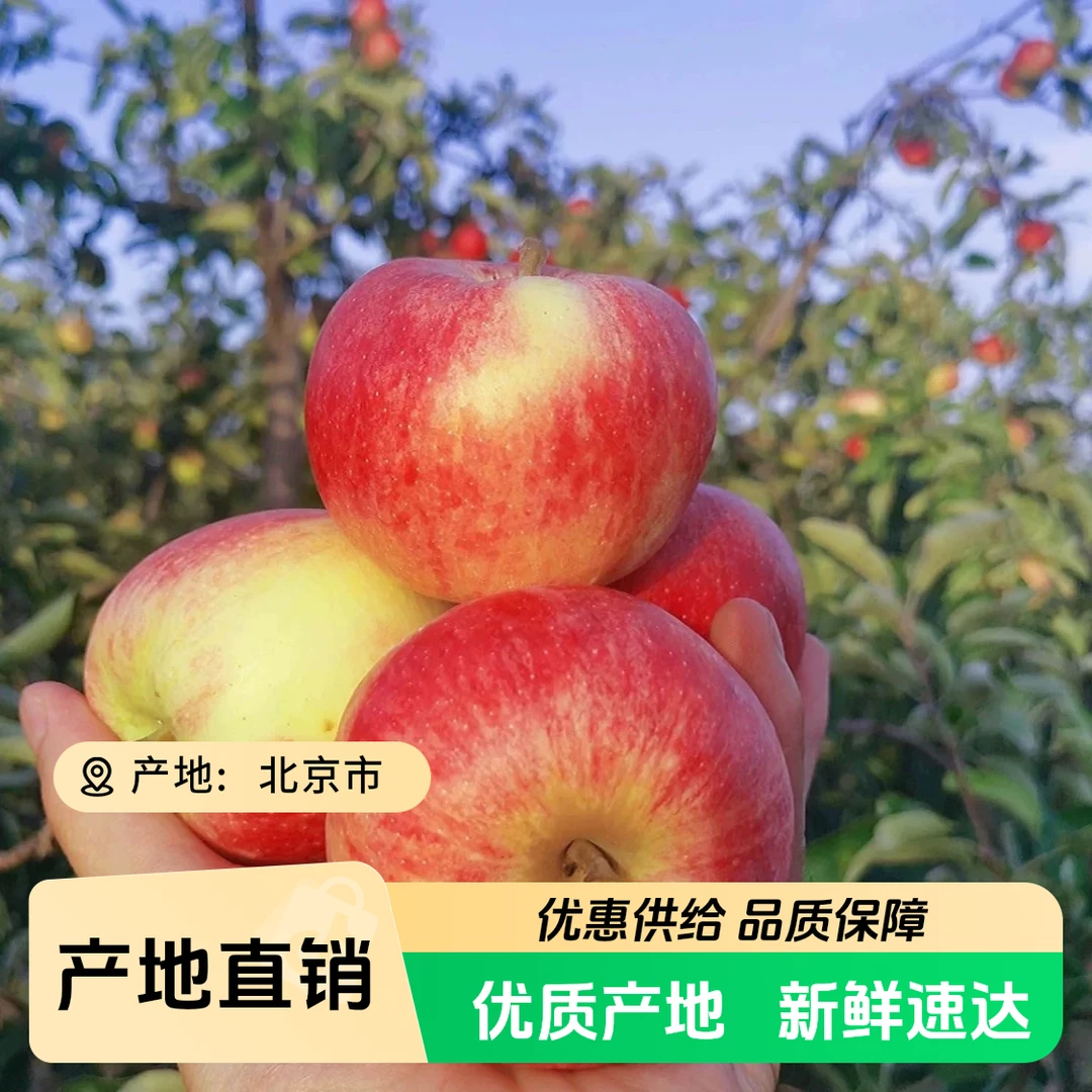 【小吴助农】本地嘎啦小苹果 现摘现发 酸甜脆 3斤包邮北京市