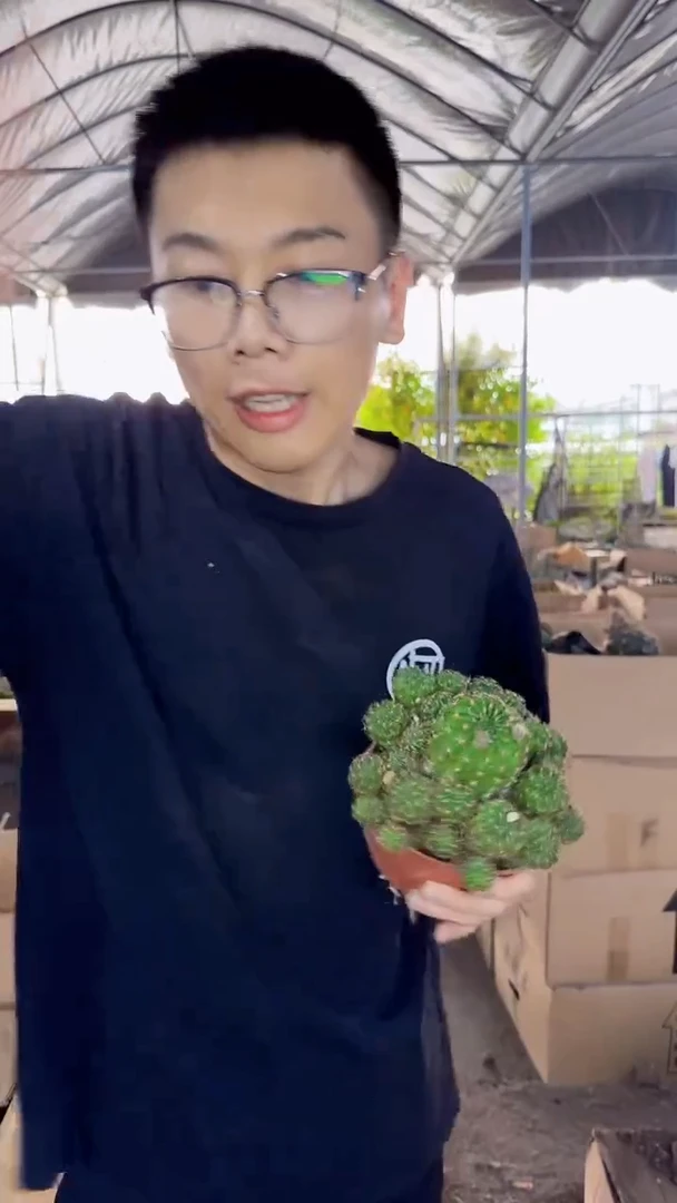 荷花 丽花 群生【带根】不指定带花苞