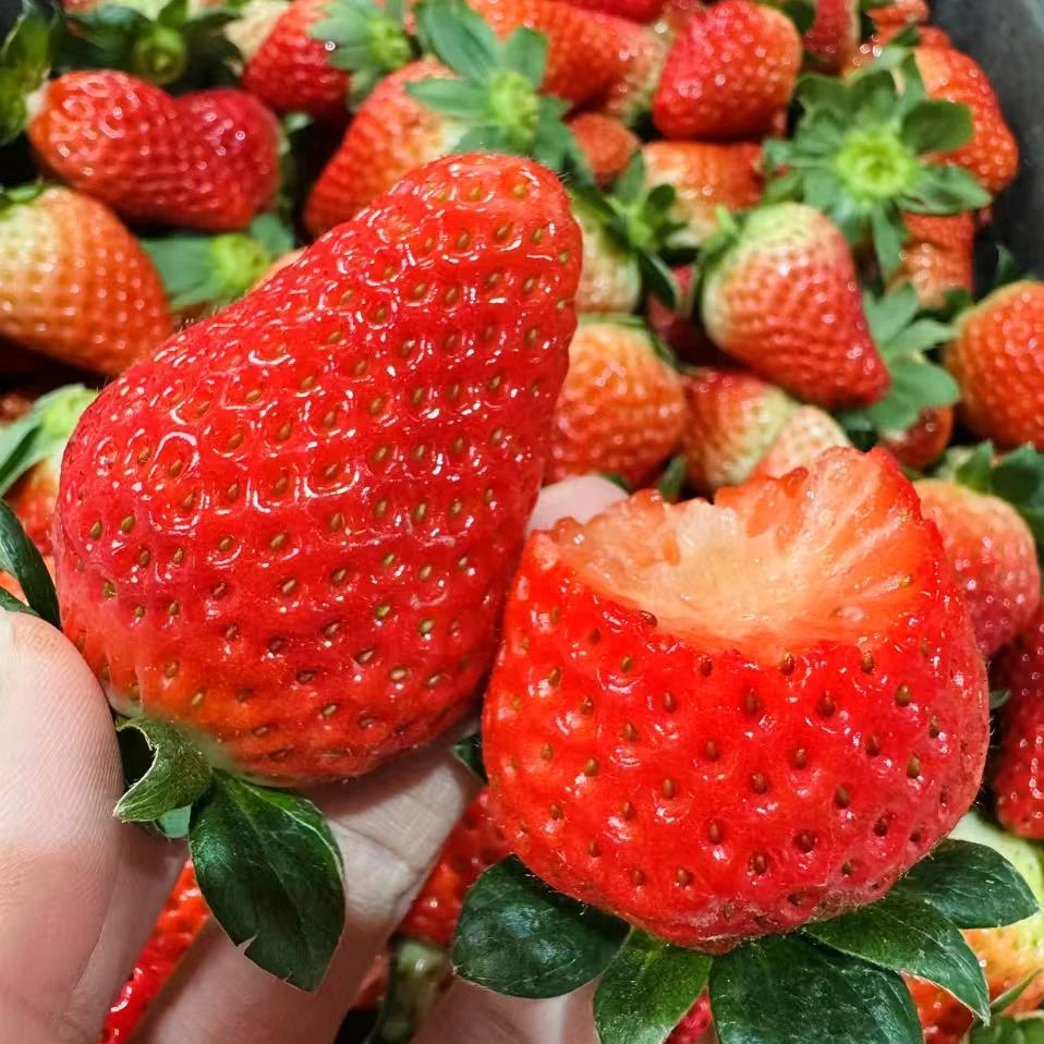 颜【净重3斤装】（顺丰）现摘现发四川大凉山正宗露天奶油草莓香甜