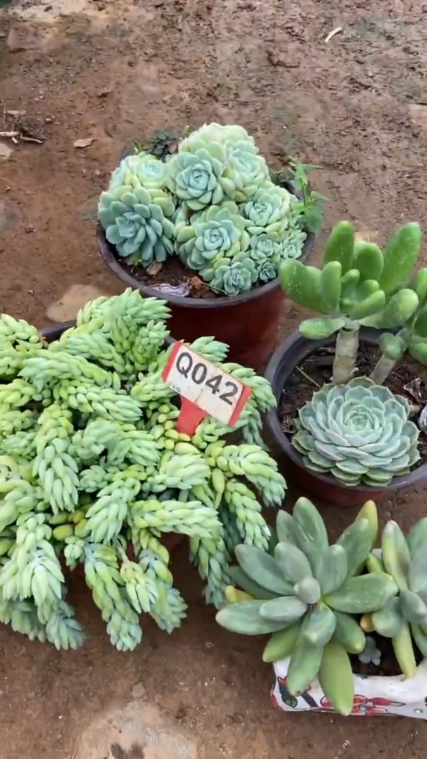 Q042多肉组合默认脱土发货