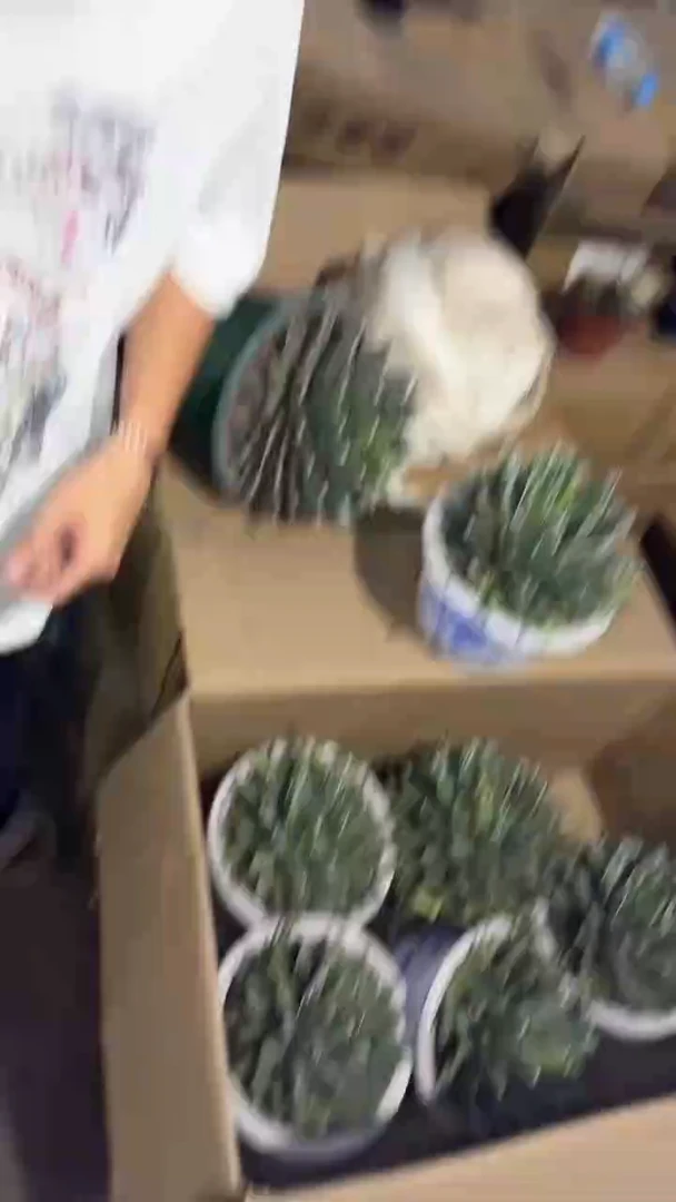 大号 屉之雪 14-20cm