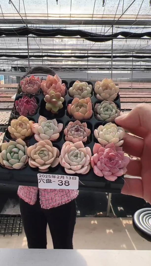 【闪购商品】穴盘-38