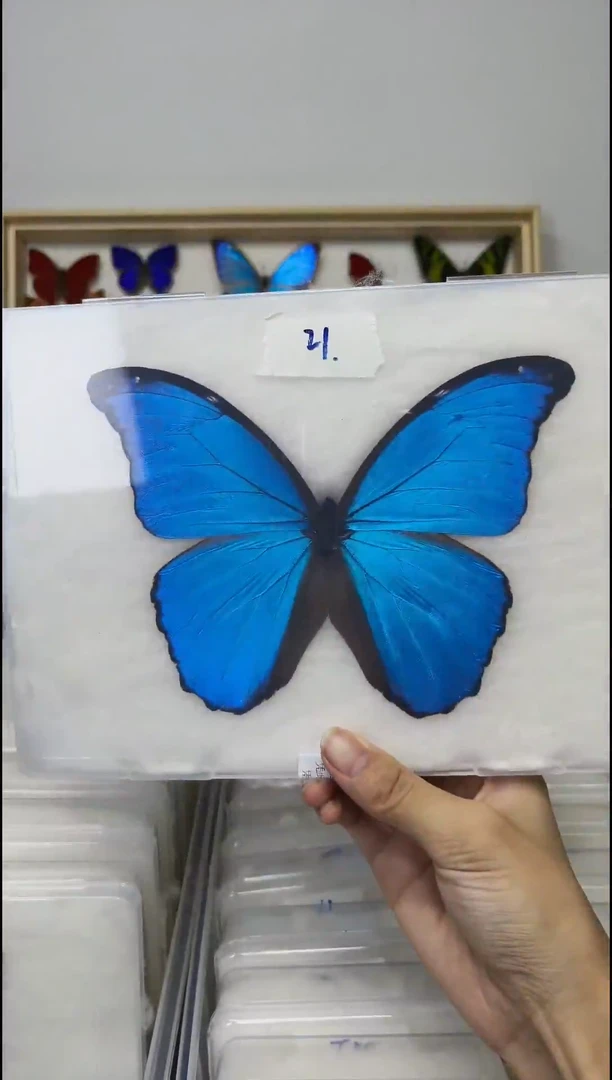 芋**子展翅品压棉发货一图一物编号