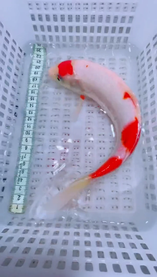 锦鲤锦鲤一物一拍包邮39