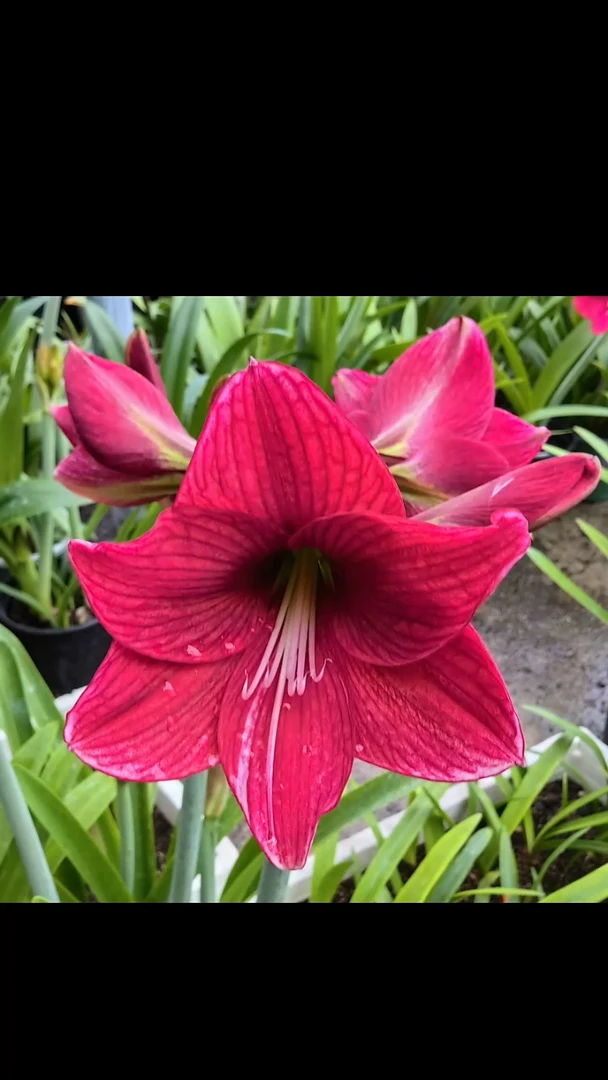 朱顶红黑龙4厘米