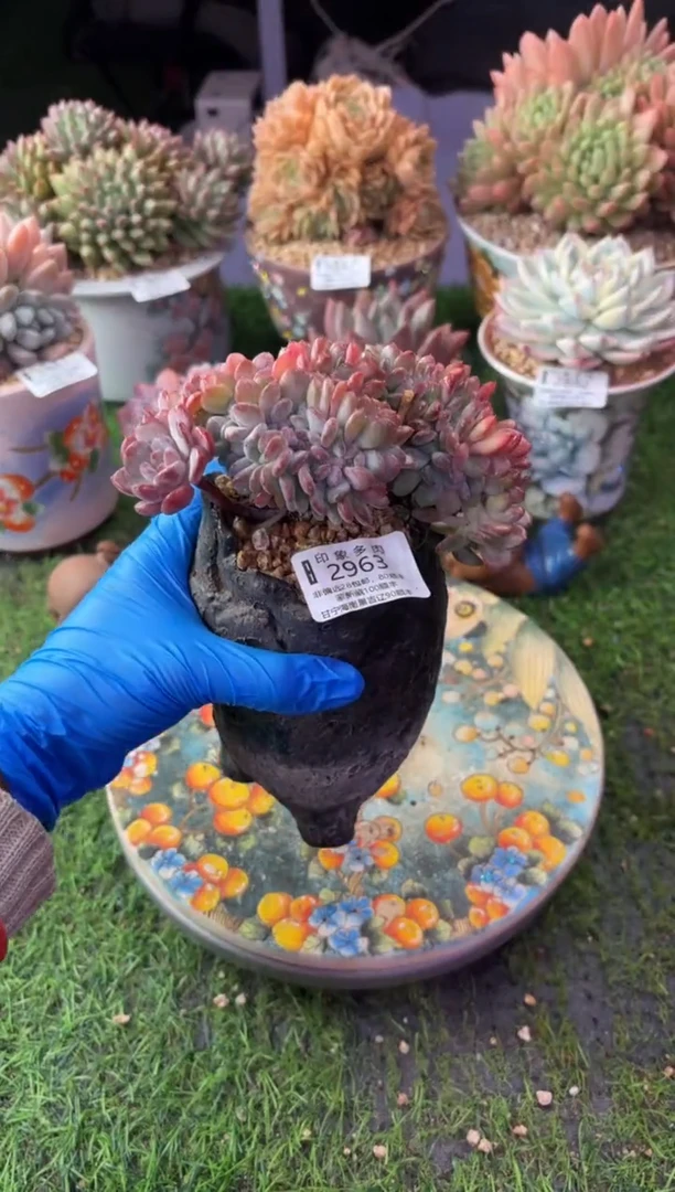 昆明印象多肉2963