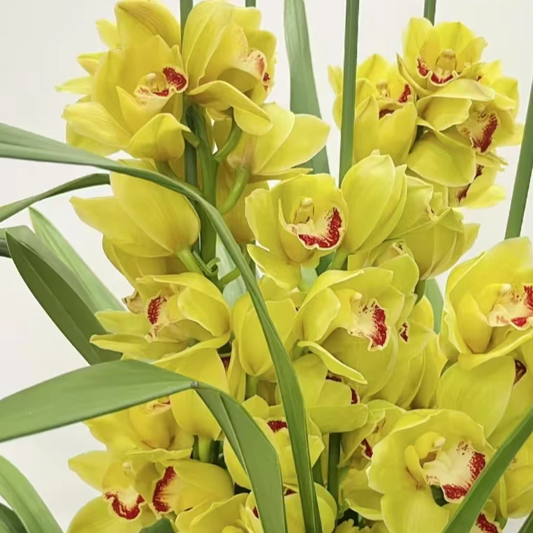 黄金岁月惠兰室内盆栽多枝剑发货 长花期 年宵花 云南基地直发