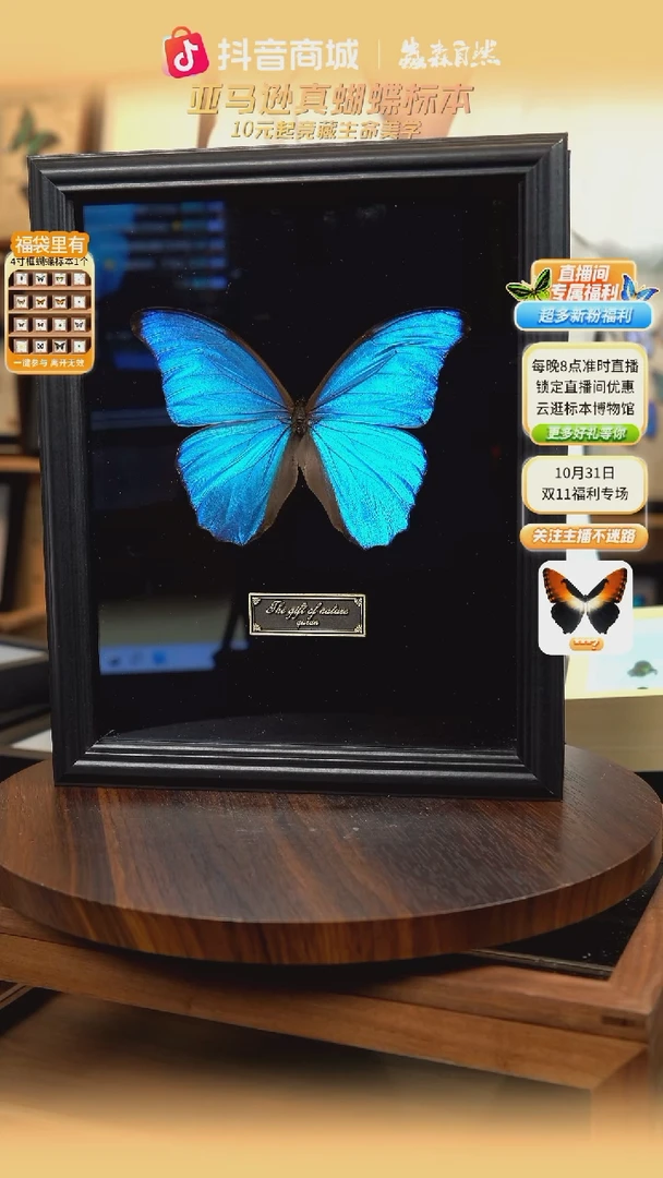 大蓝闪蝶黑绒底版10寸欧式框（带证书）